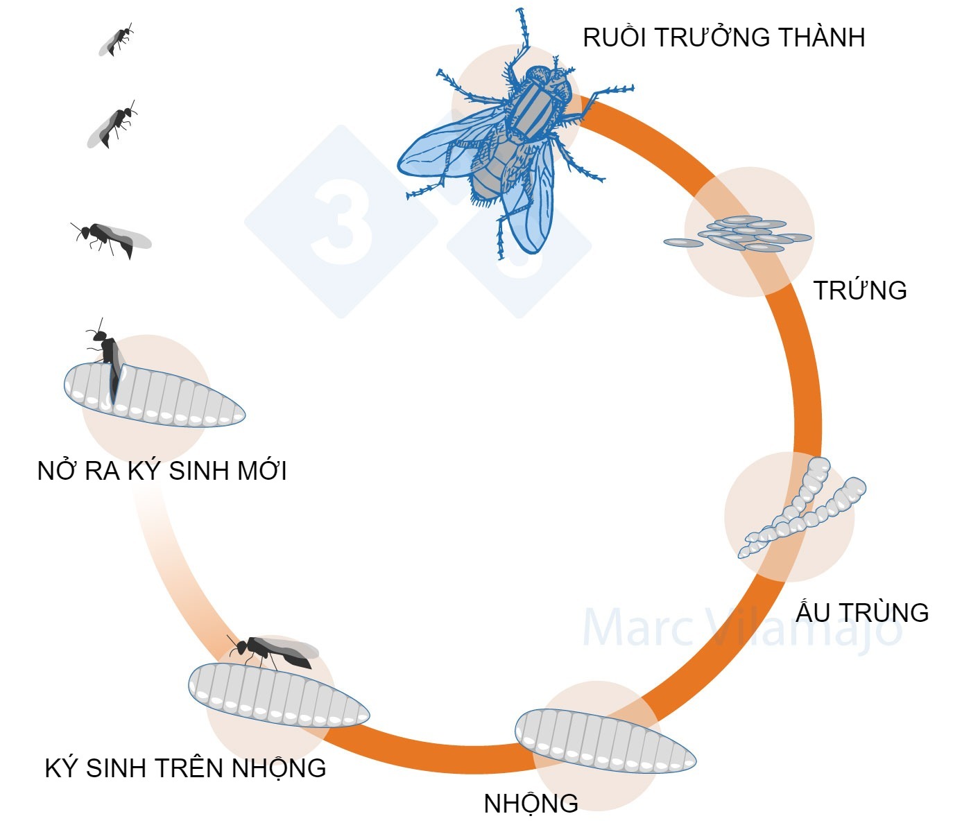 Life cycle of the fly interrupted by a parasitoid.